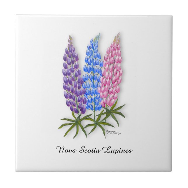 Nova Scotia Lupiner Kakelplatta (Framsidan)