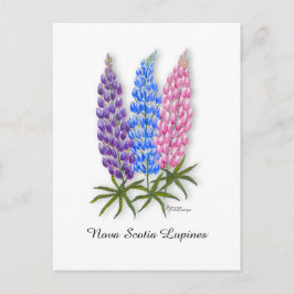Nova Scotia Lupiner Vykort