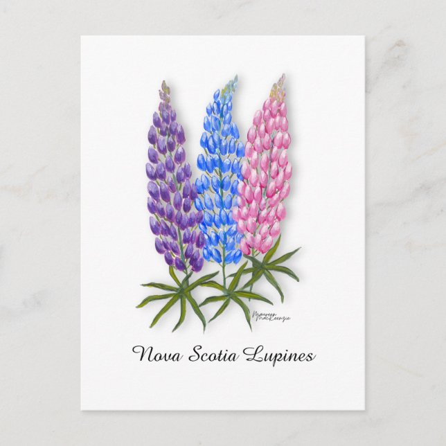 Nova Scotia Lupiner Vykort (Framsida)