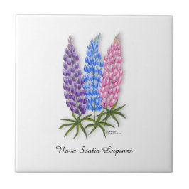 Nova Scotia Lupines Kakelplatta