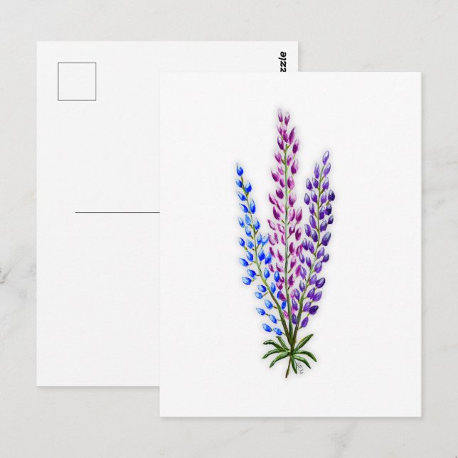 Nova Sotia Lupines Vykort (Fram/baksida)