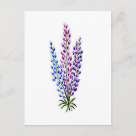 Nova Sotia Lupines Vykort
