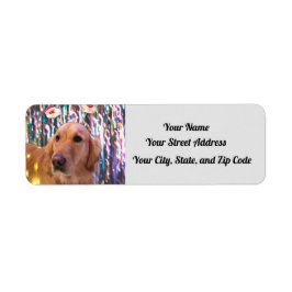 Nova the Golden Retriever - Santa Tassar - Adress Returadress Etikett