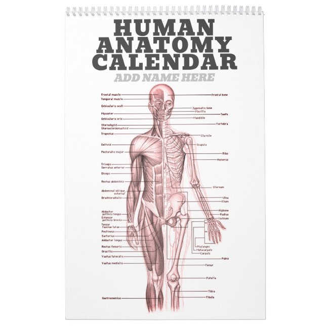 Novelty av anatomiskt läkardiagram kalender (Omslag)