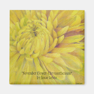 November blomma: Chrysanthemum Magnet