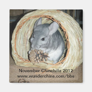 November chinchilla 2012 magnet