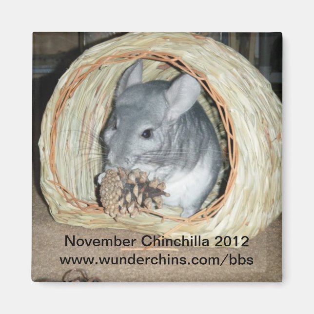 November chinchilla 2012 magnet (Framsidan)