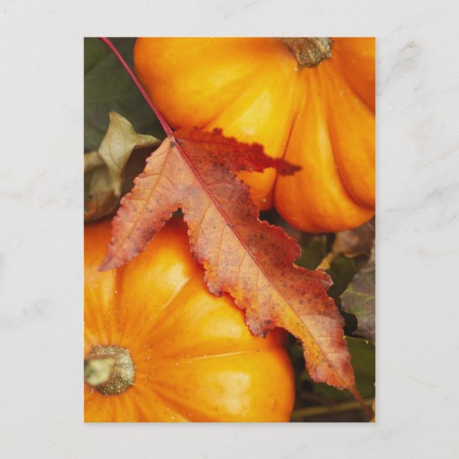 November Design Vykort (Framsida)