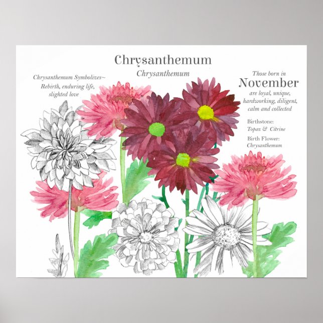 November Födelsemblomma Språk Blommor Poster (Framsidan)