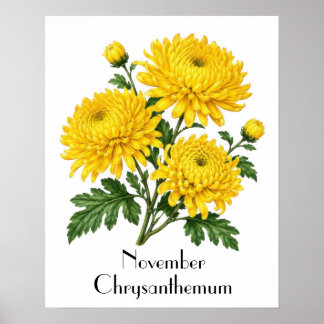 November Krysantemum Blommor Poster