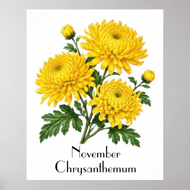 November Krysantemum Blommor Poster (Framsidan)