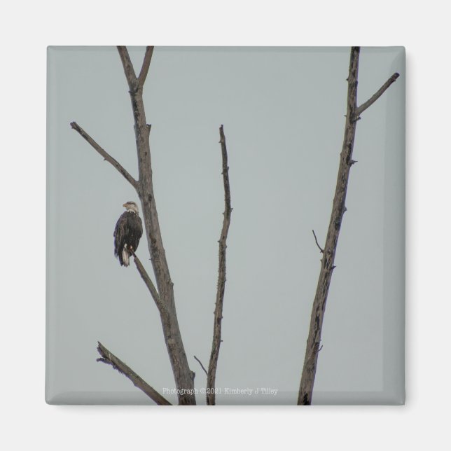 november magnet (Framsidan)