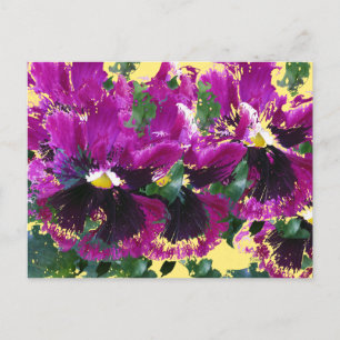November Pansies Vykort