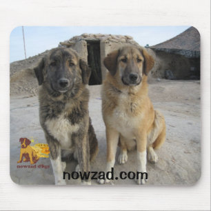 Nowzad förföljer musmattan musmatta