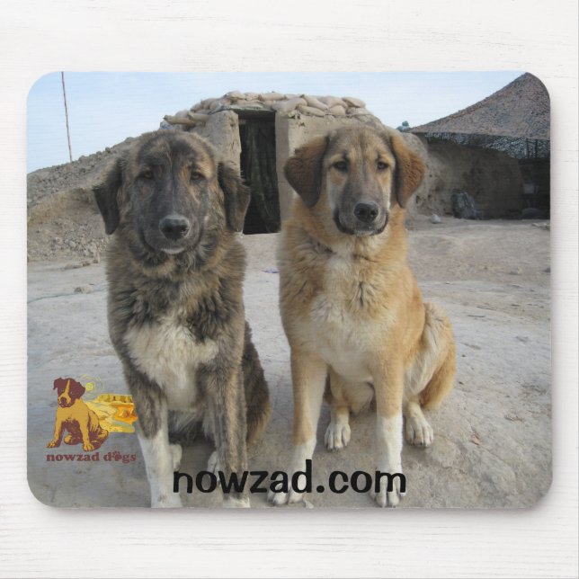 Nowzad förföljer musmattan musmatta (Framsidan)