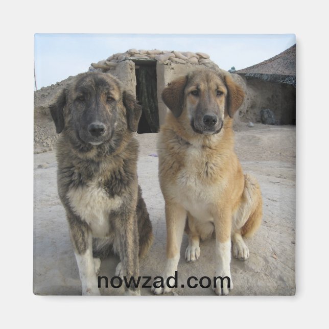 Nowzad Hundar Magnet (Framsidan)