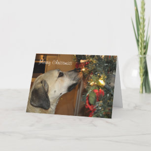 Nowzad Kilojulkort Helgkort