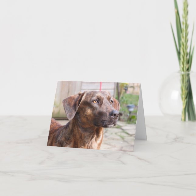 Nowzad räddinghund Brin Notecard Kort (Framsida)