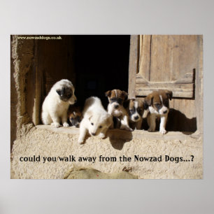 Nowzad-valparna poster