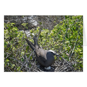 NtestBird, Dam Elliot Island Hälsningskort