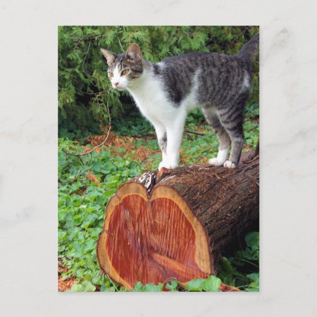 Nu har du min uppmärksamhet - Kattunge Card Vykort (Framsida)