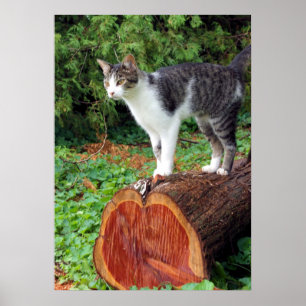 Nu har du min uppmärksamhet - Kattunge Poster