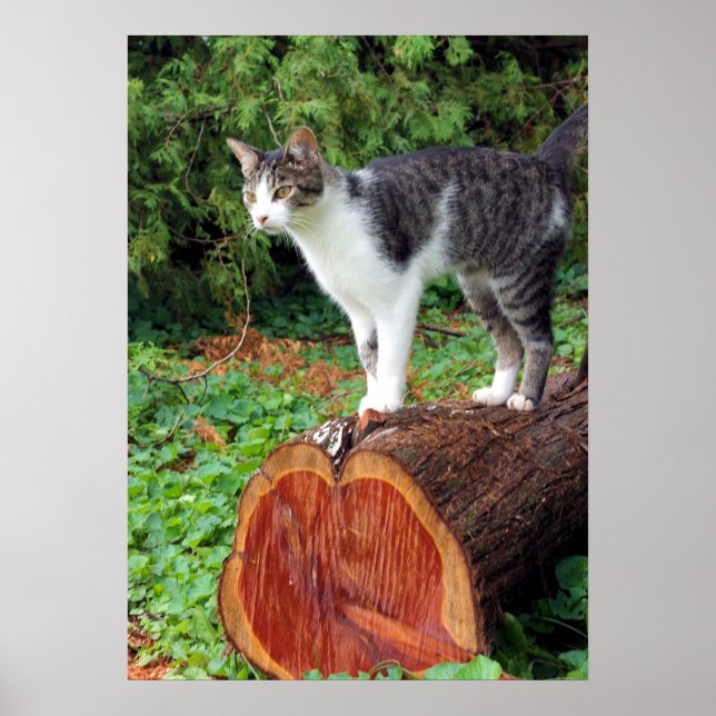 Nu har du min uppmärksamhet - Kattunge Poster (Framsidan)