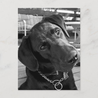 Nu när jag har din uppmärksamhet... vykort