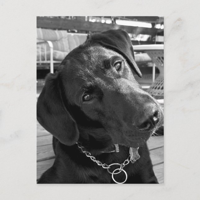 Nu när jag har din uppmärksamhet... vykort (Framsida)