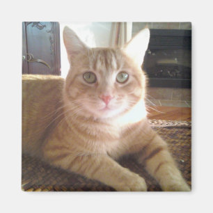 Nubby katten magnet