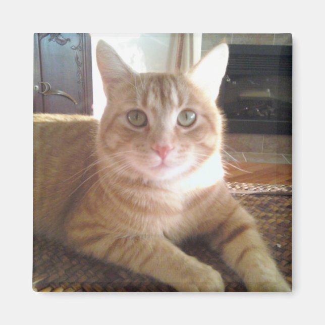 Nubby the cat magnet (Framsidan)