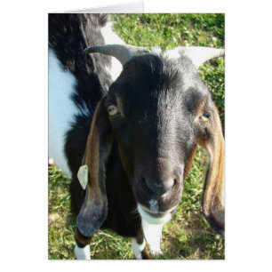 Nubian Billy Goat Hälsningskort