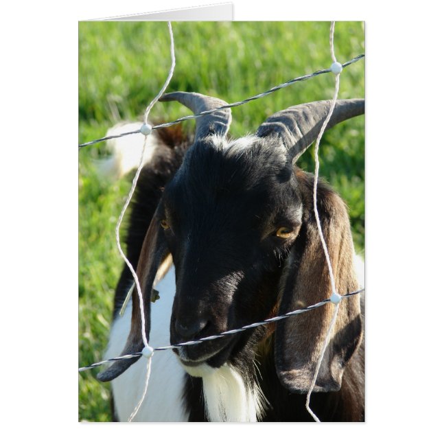 Nubian Billy Goat Hälsningskort (Framsidan)