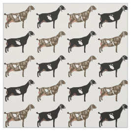 Nubian Dairy Goats on White Tyg