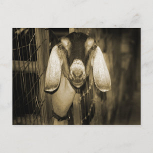 Nubian doe sepia head när han kom ut ur grind vykort
