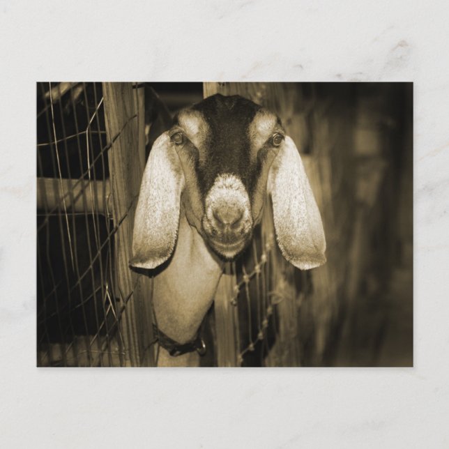 Nubian doe sepia head när han kom ut ur grind vykort (Framsida)