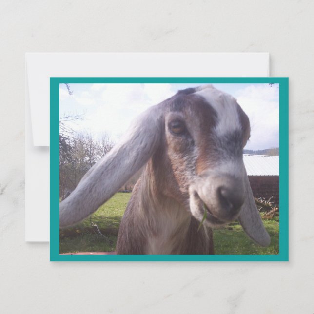 Nubian Goat (Framsida)