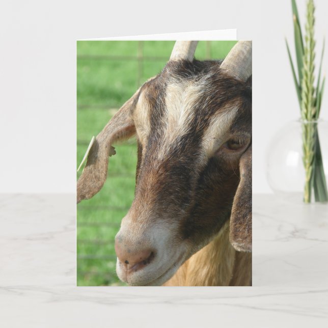 Nubian Goat Kort (Framsida)