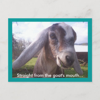 Nubian Goat Vykort