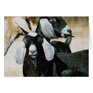 Nubian Goats Hälsningskort