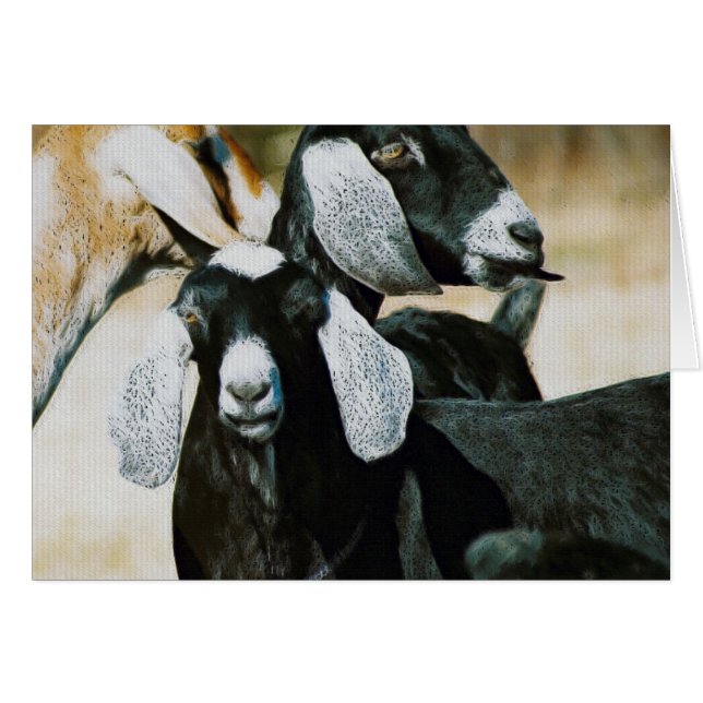 Nubian Goats Hälsningskort (Framsidan Horizontal)