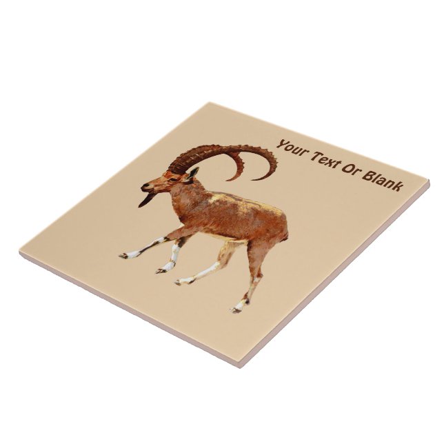 Nubian Ibex - Ein Gedi Kakelplatta (Sidan)