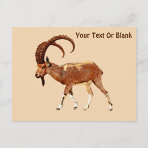 Nubian Ibex - Ein Gedi Vykort