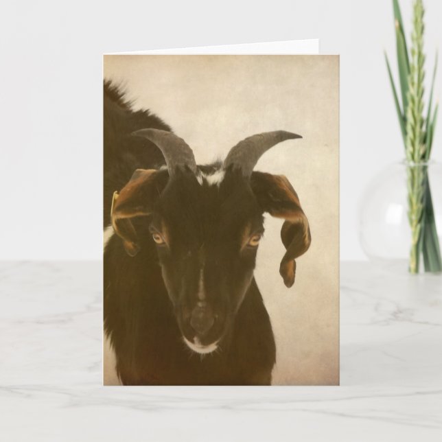 Nubian Kort (Framsida)