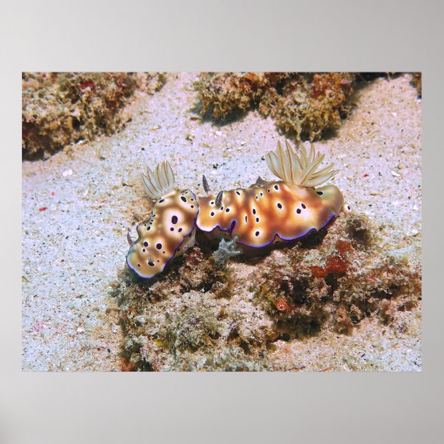 Nudi Pair Poster (Framsidan)
