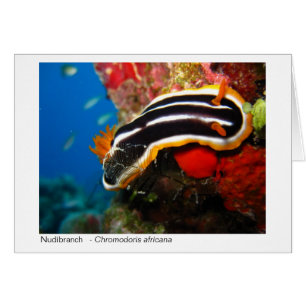 Nudibranch gåvakort - 02 hälsningskort