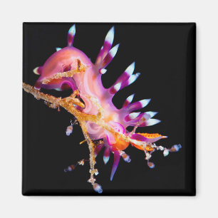 Nudibranch kvadrerar magneten magnet