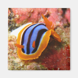 nudibranchmagnet - 2 magnet