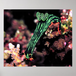 Nudigren går ner poster