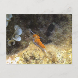 Nudigren Vykort